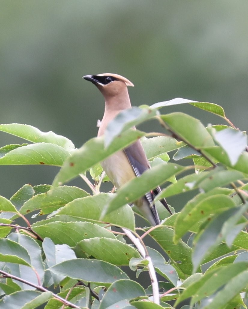 Cedar Waxwing - ML622150466