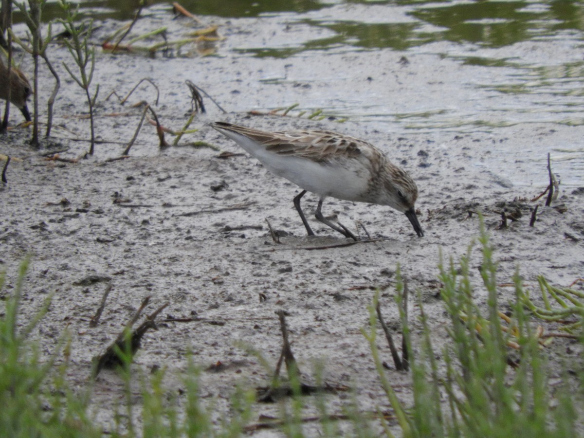 Semipalmated Sandpiper - ML622150467