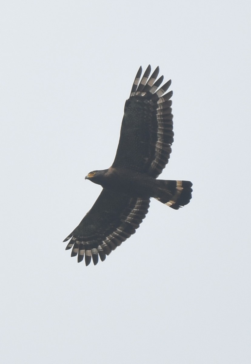Crested Serpent-Eagle - ML622150471