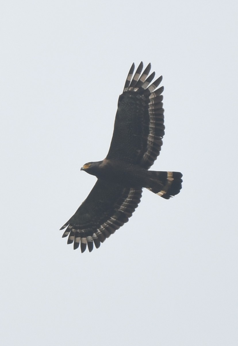 Crested Serpent-Eagle - norman wu