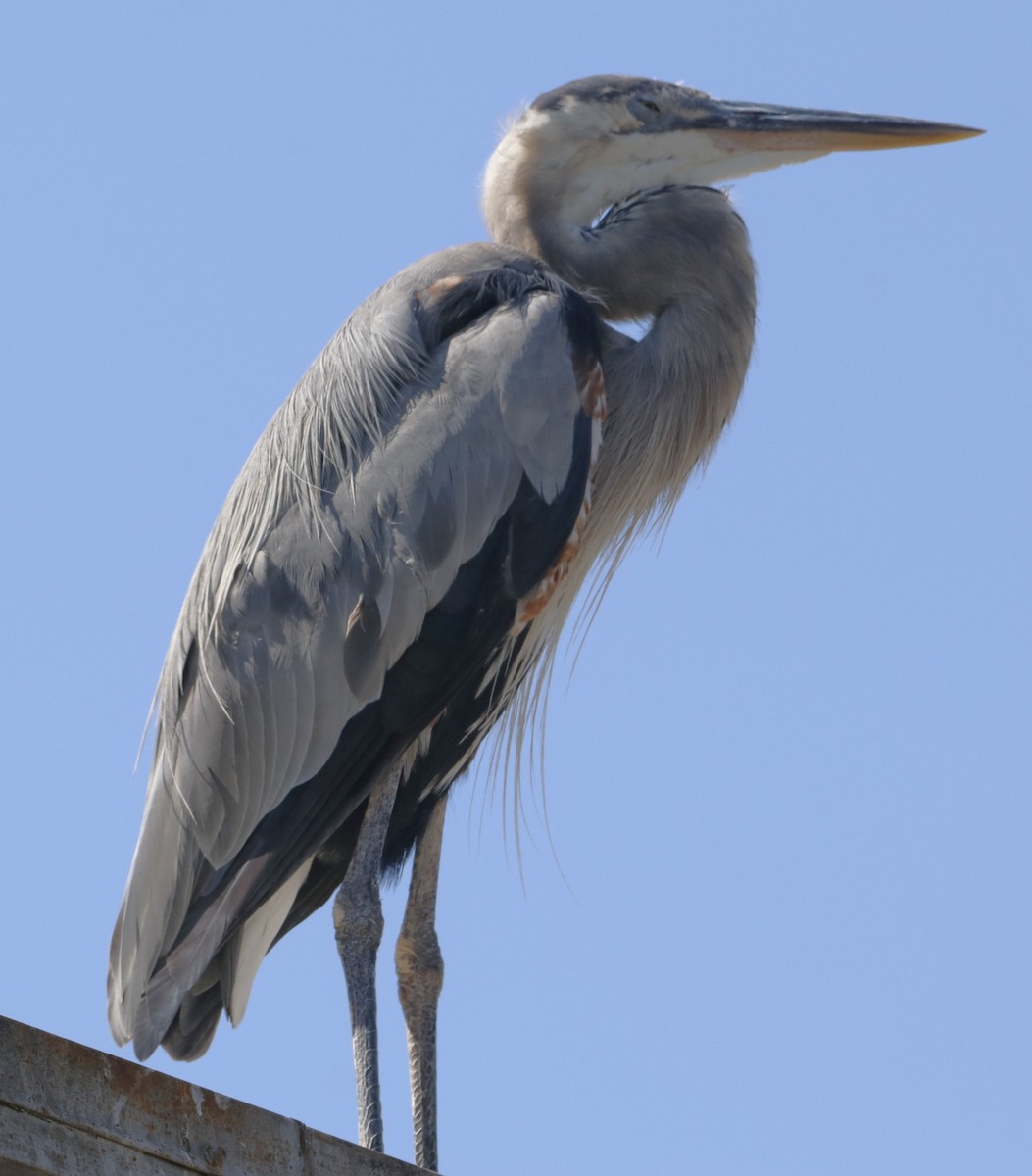 Great Blue Heron - ML622150473