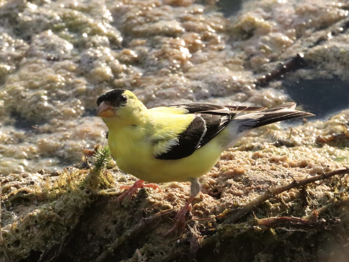 American Goldfinch - Eric Bosch