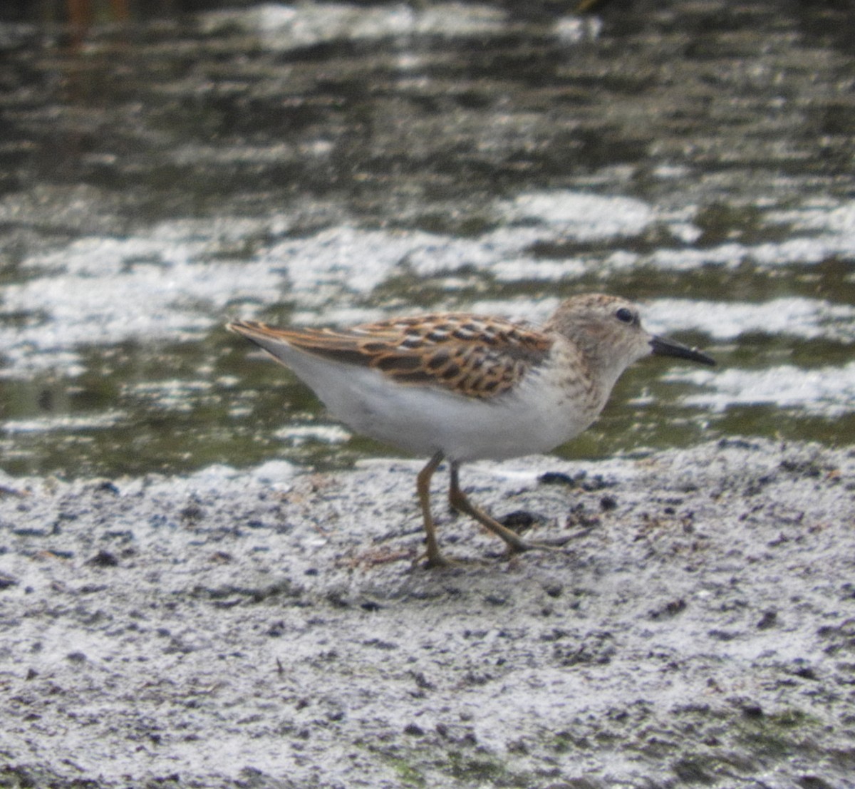 Least Sandpiper - ML622150475