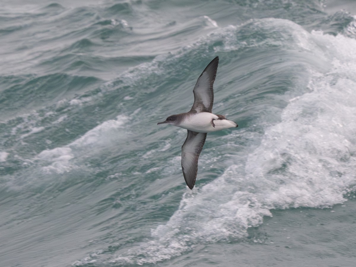 Fluttering Shearwater - ML622150478