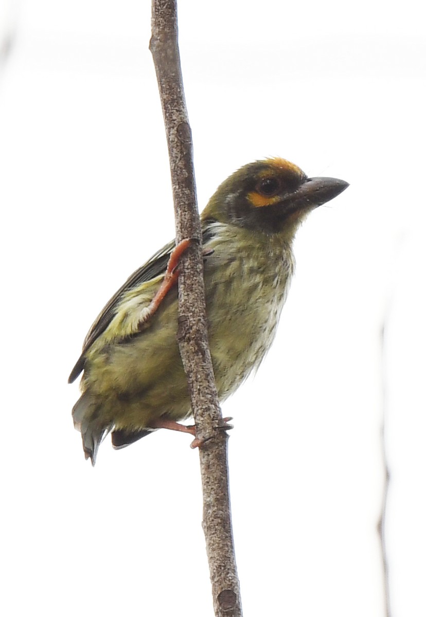 Coppersmith Barbet - ML622150479