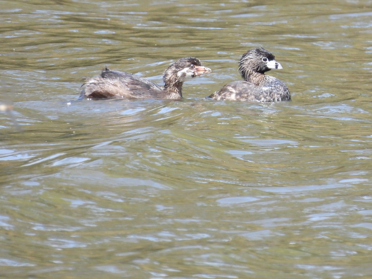 Pied-billed Grebe - ML622150480