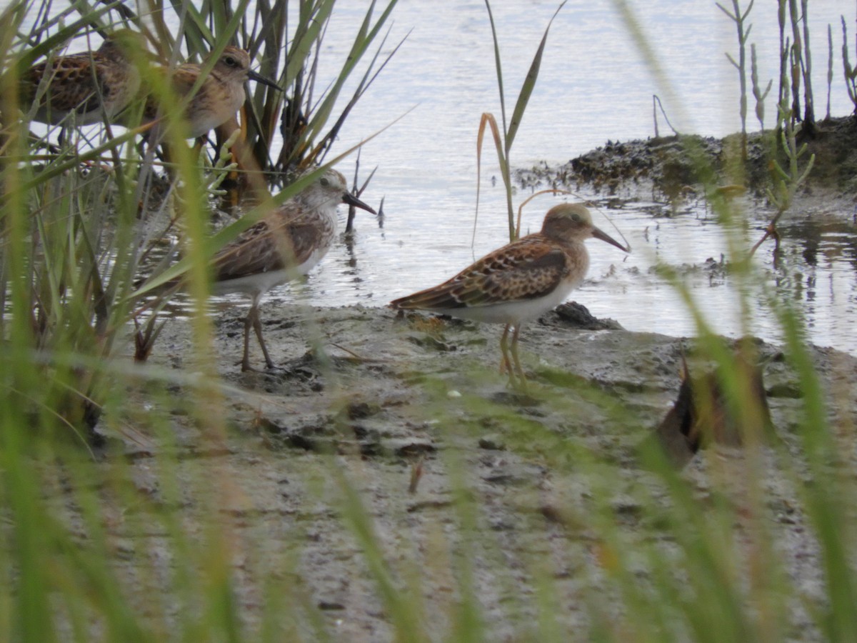 Least Sandpiper - ML622150481