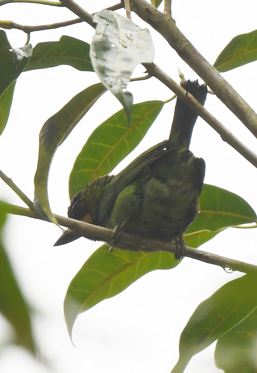 Yellow-eared Barbet - norman wu