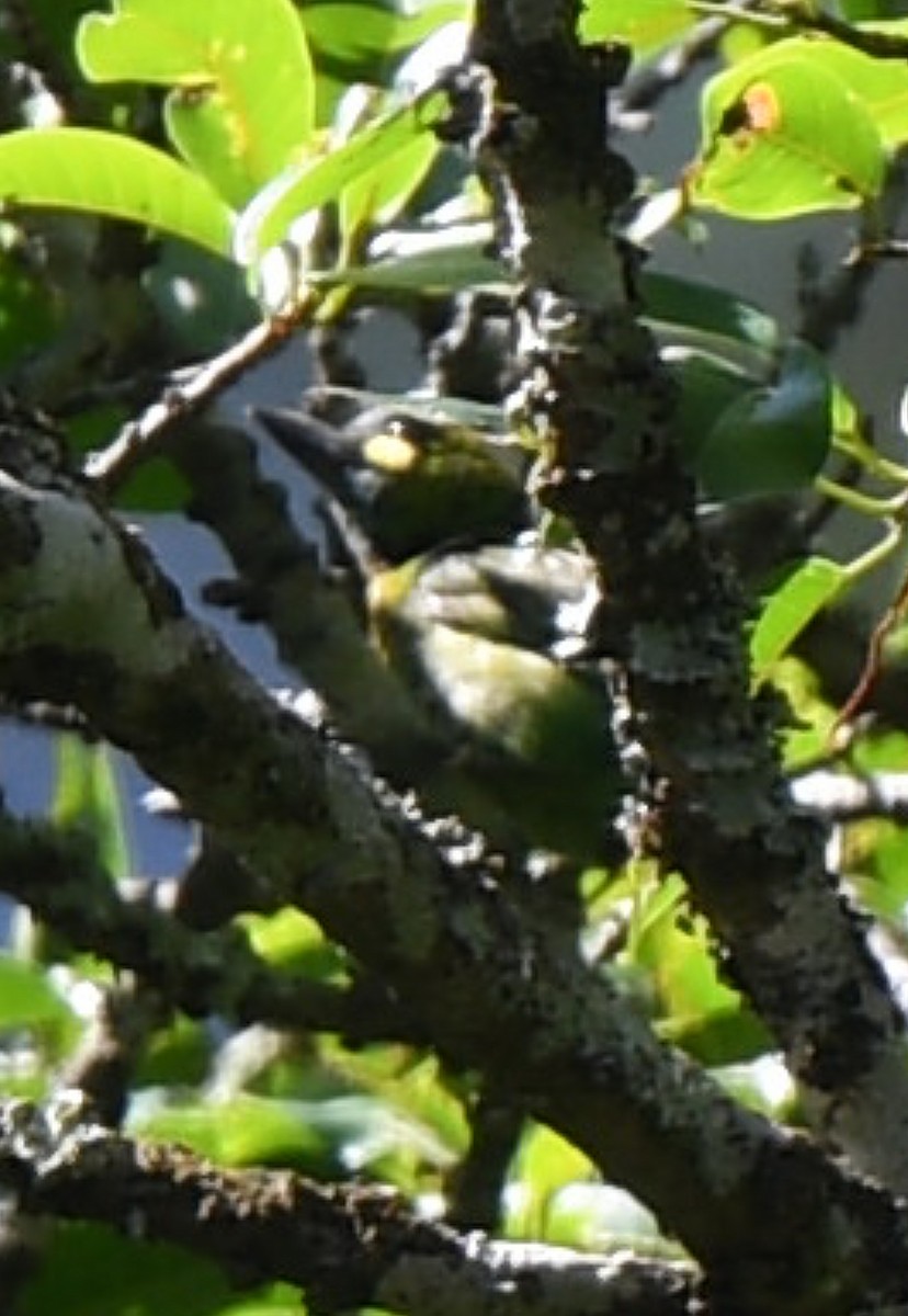 Yellow-eared Barbet - ML622150485