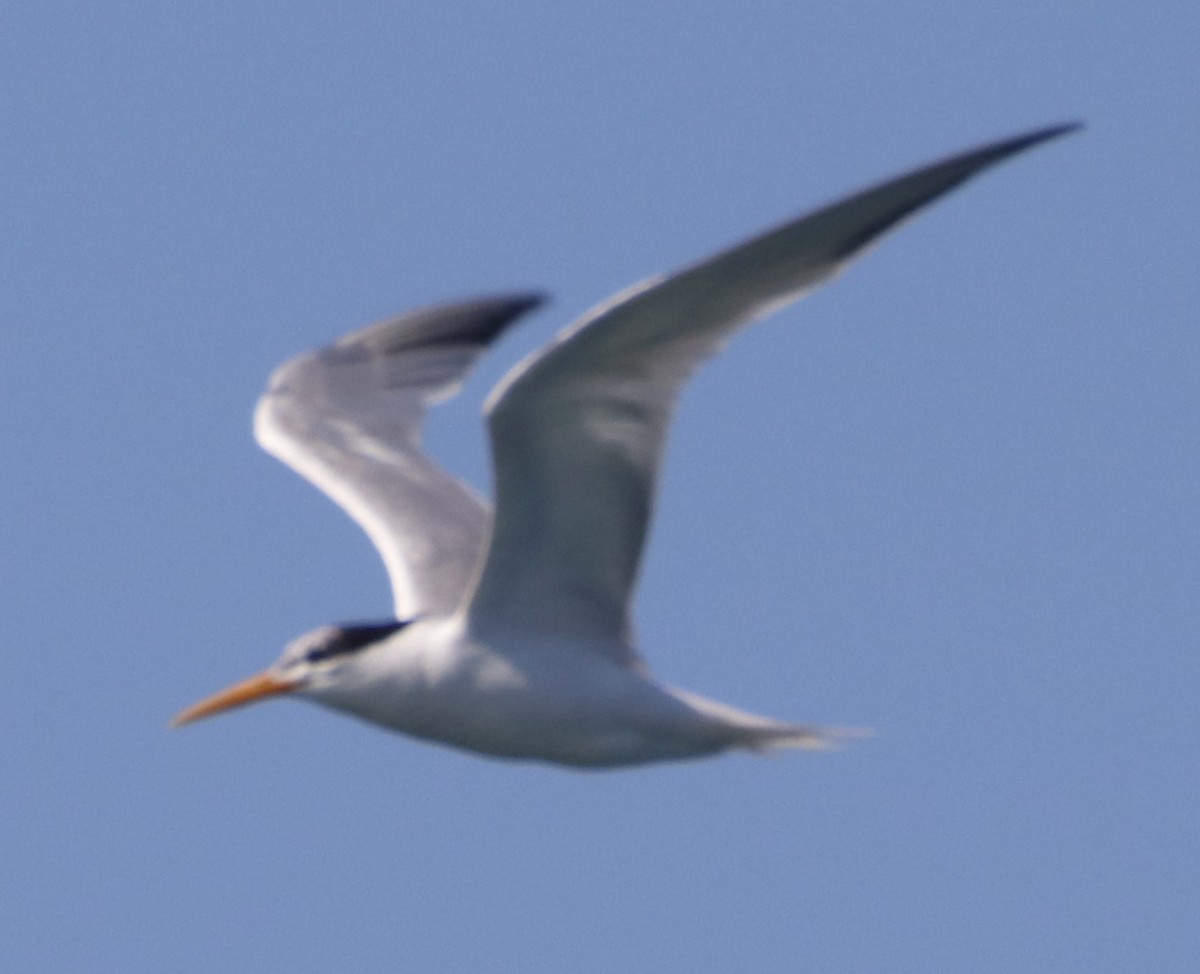 Elegant Tern - ML622150499