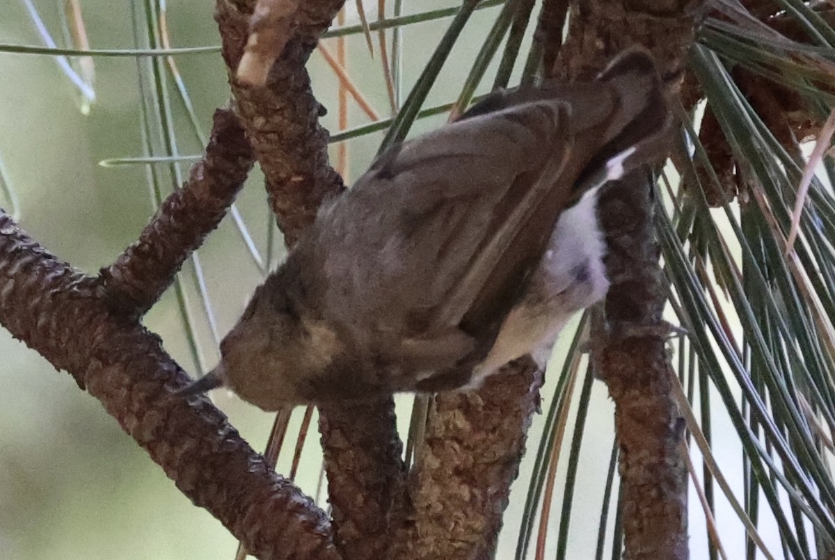 Pygmy Nuthatch - ML622150500