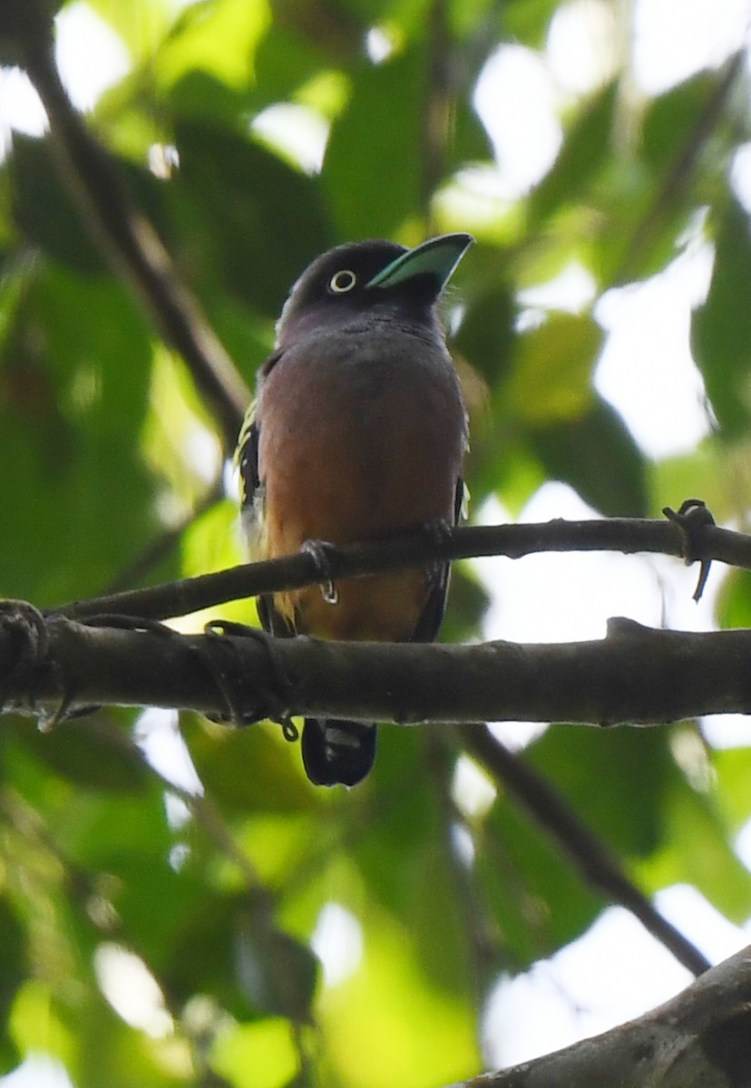 Banded Broadbill (Javan) - ML622150502