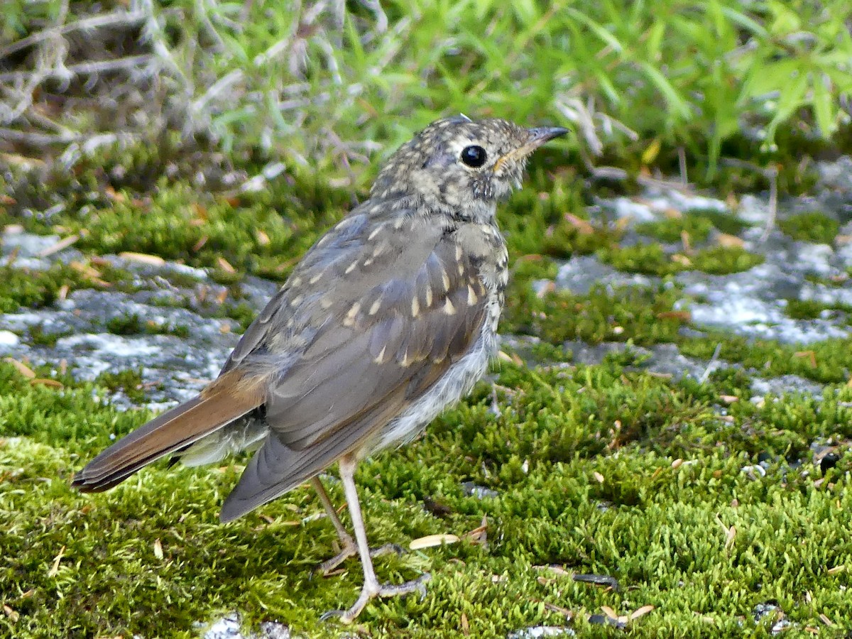 Hermit Thrush - ML622150505