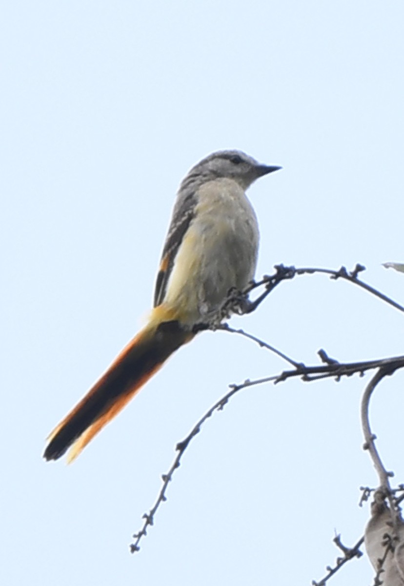 Small Minivet - ML622150507