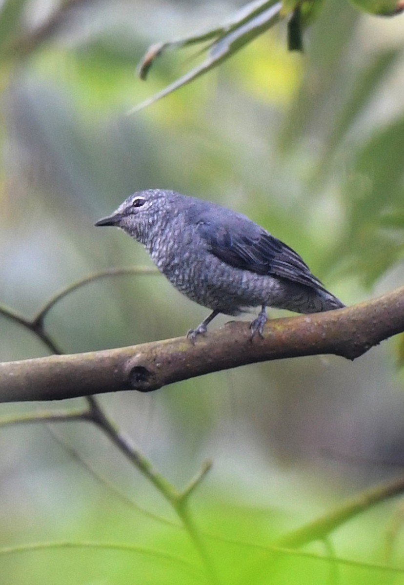 Lesser Cuckooshrike - ML622150510