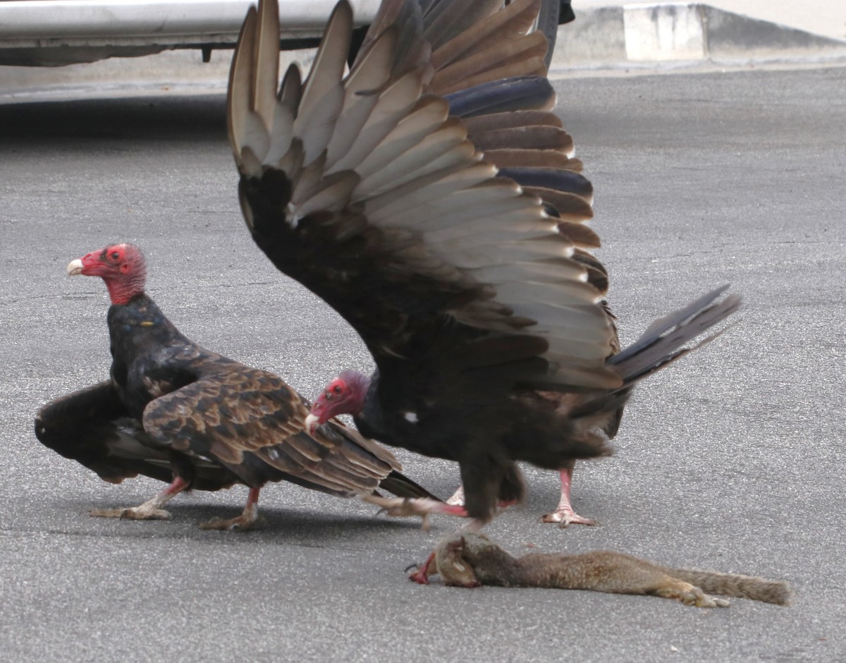 Turkey Vulture - ML622150511