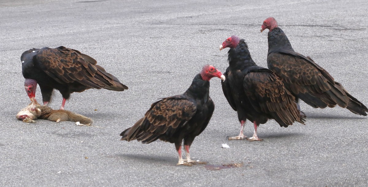 Turkey Vulture - ML622150512