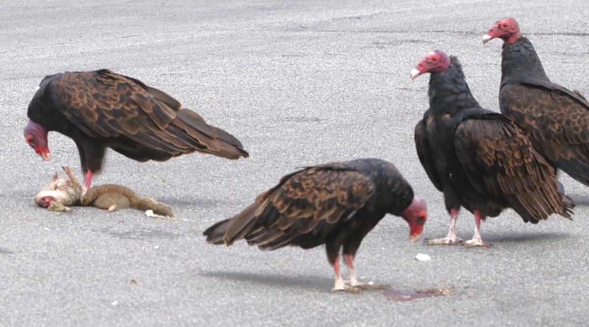 Turkey Vulture - ML622150513