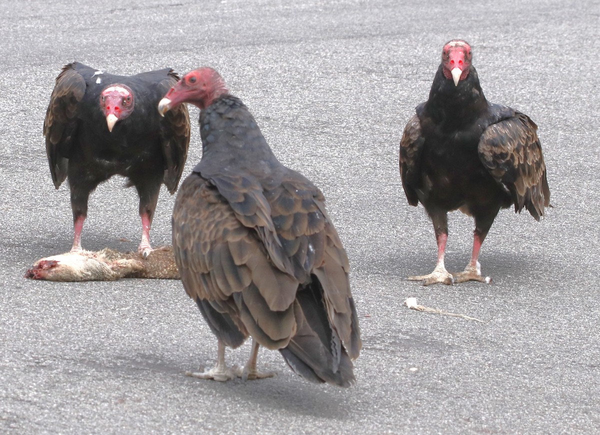 Turkey Vulture - ML622150514