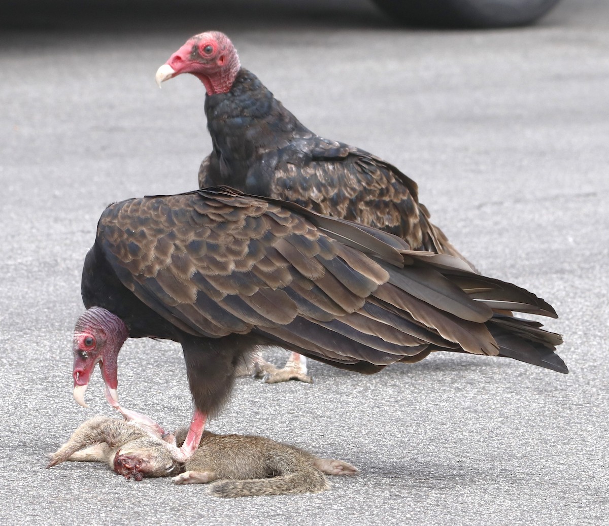 Turkey Vulture - ML622150515