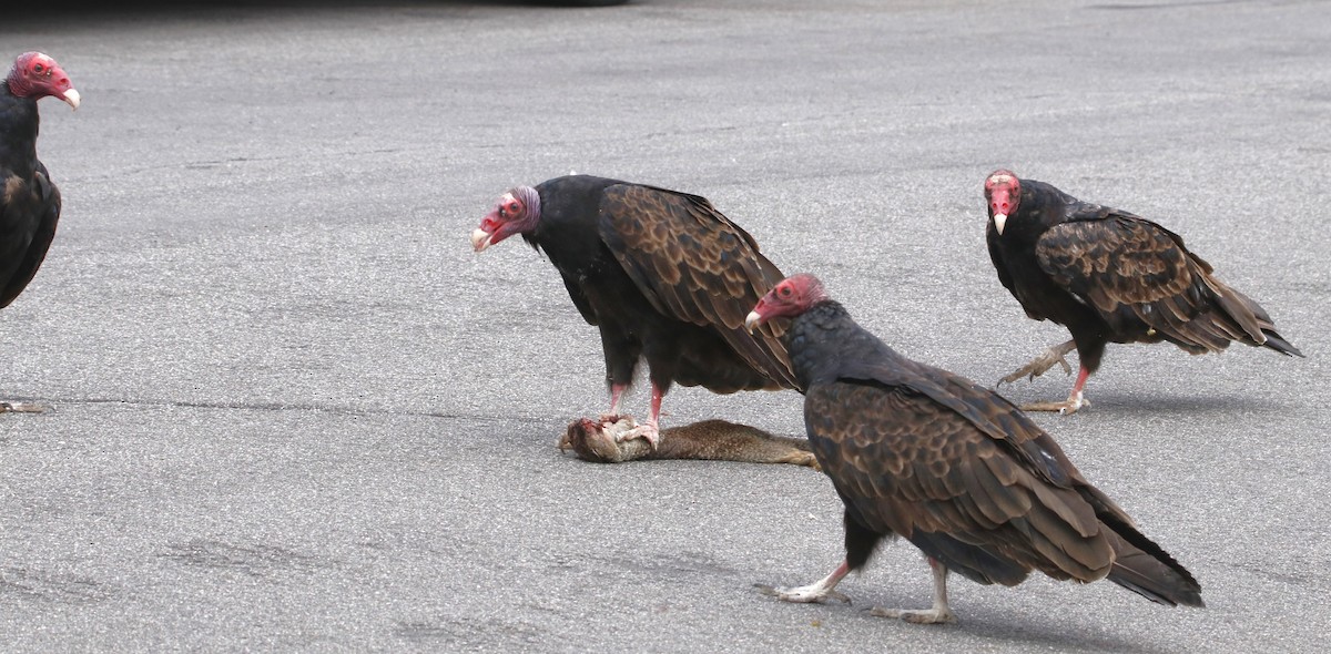 Turkey Vulture - Barry Spolter