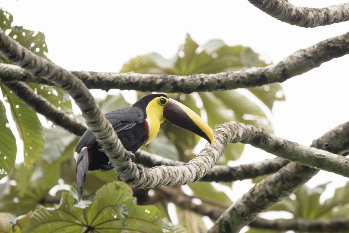 Yellow-throated Toucan - ML622150529