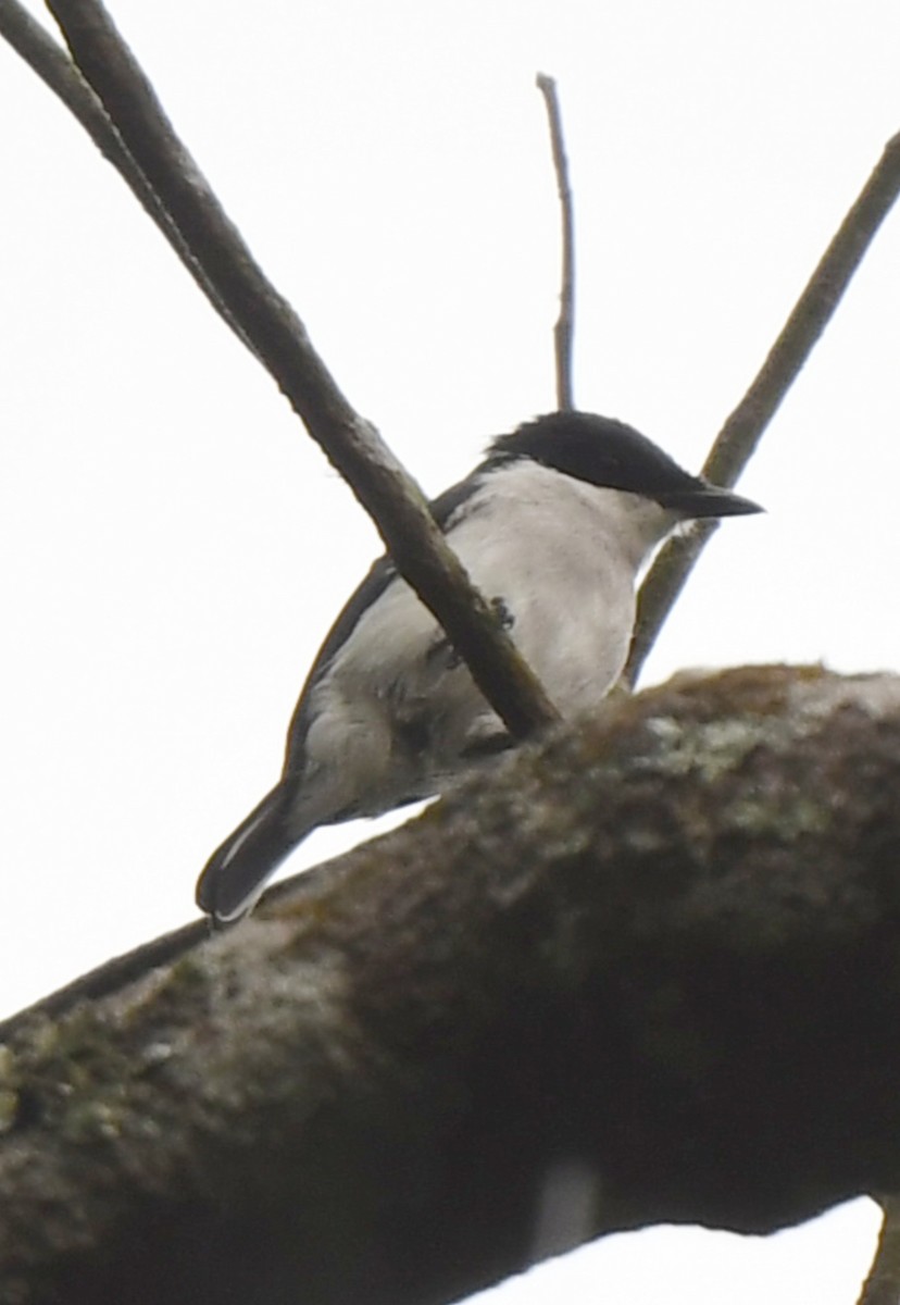 Black-winged Flycatcher-shrike - ML622150530