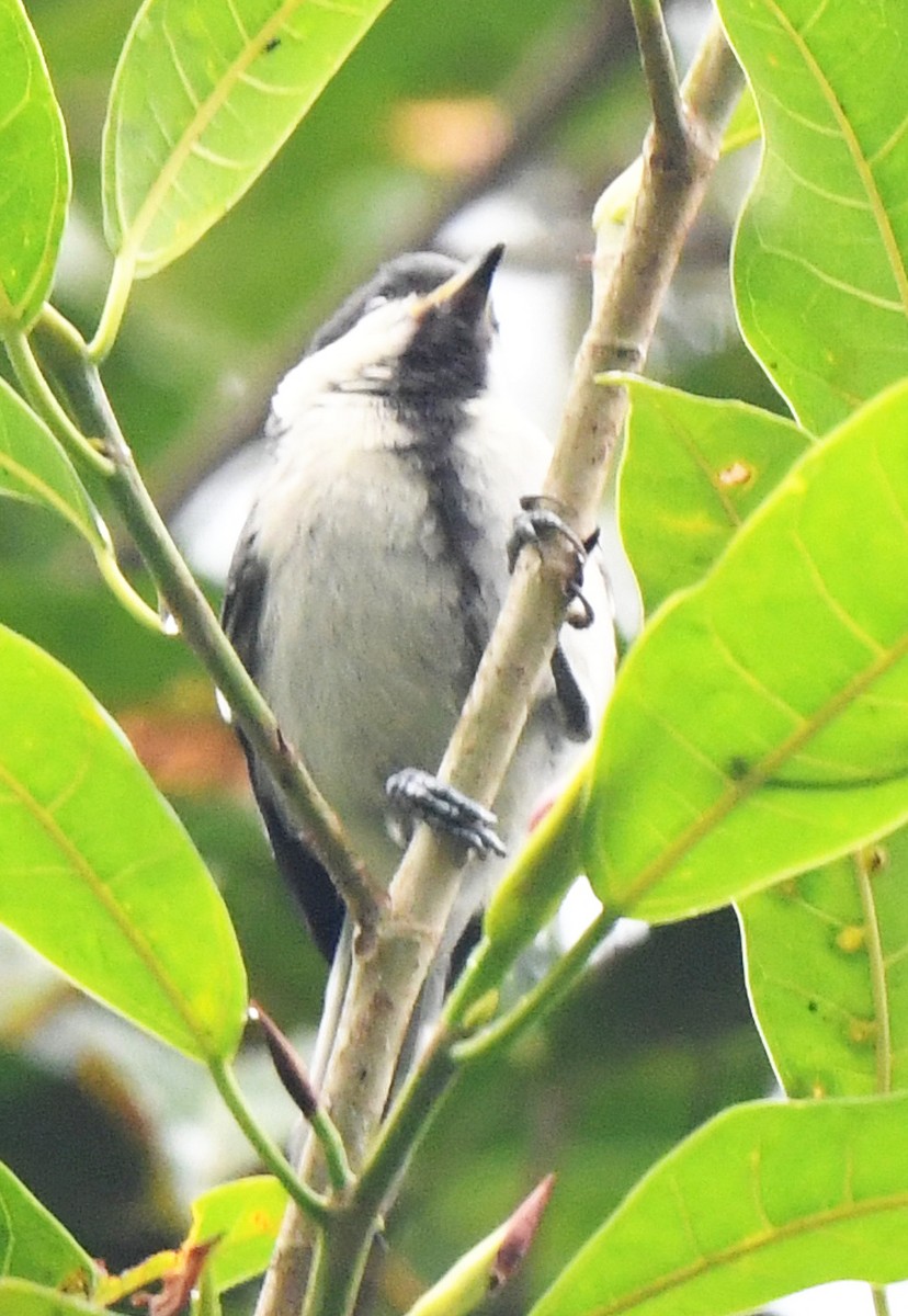 Cinereous Tit - norman wu