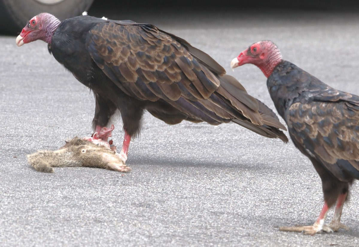 Turkey Vulture - ML622150533