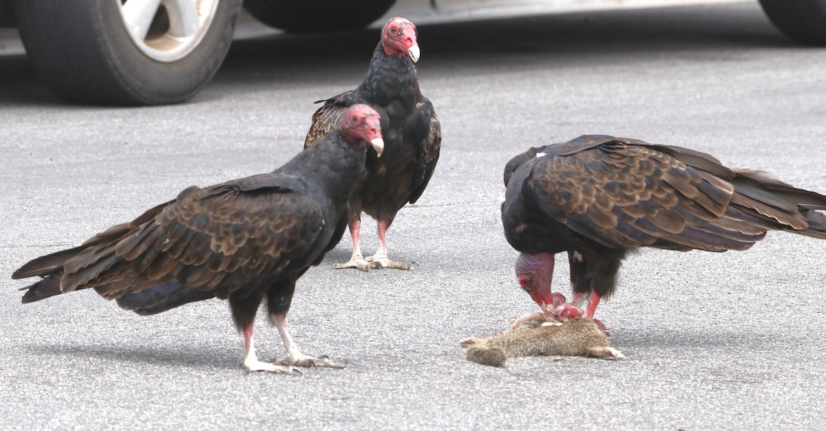 Turkey Vulture - ML622150534