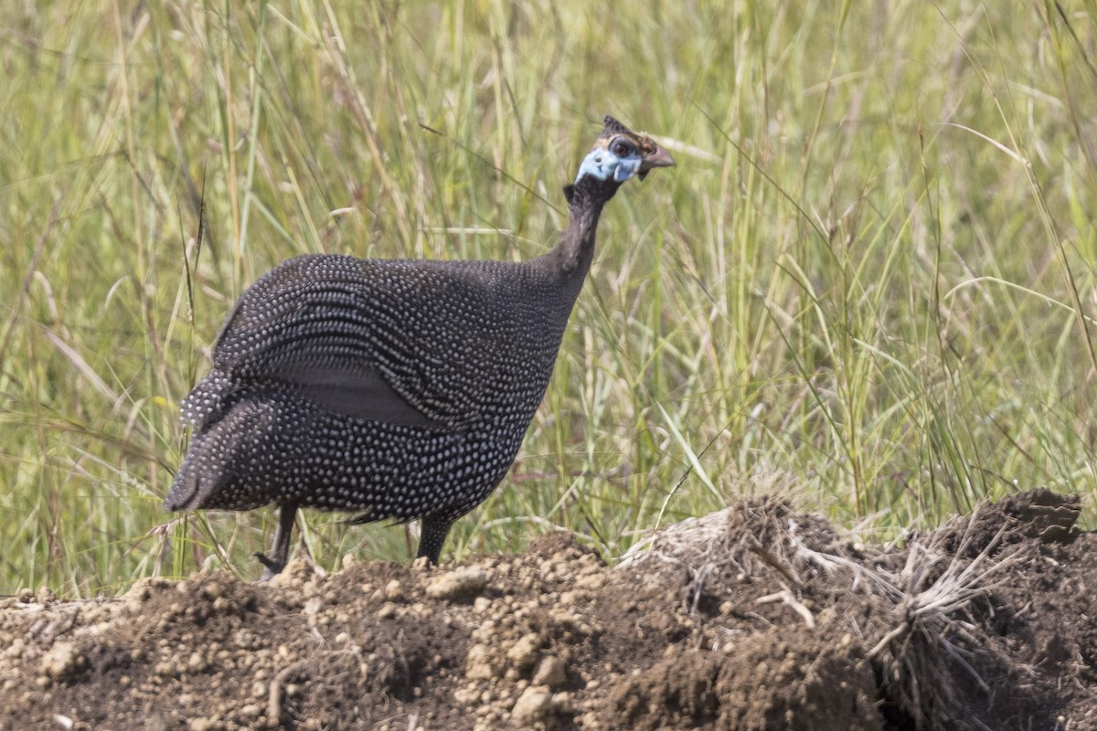 Helmeted Guineafowl - Robert Lockett