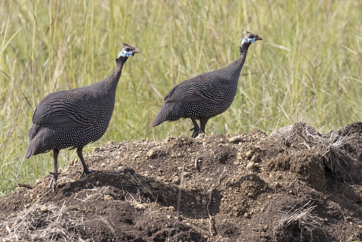 Helmeted Guineafowl - ML622150538