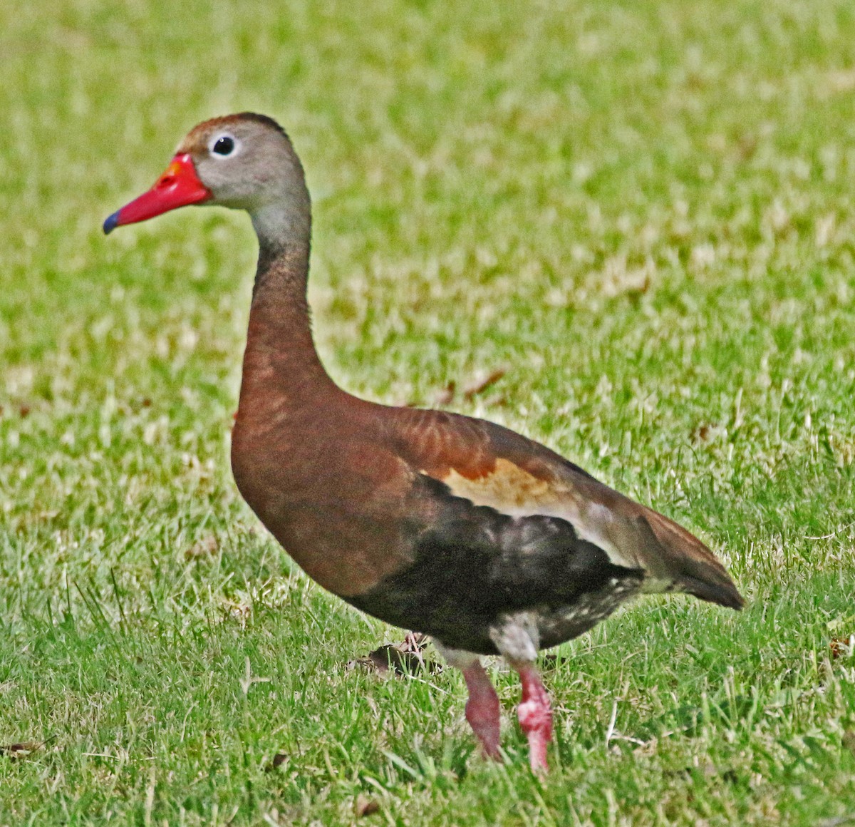 Black-bellied Whistling-Duck - ML622150539