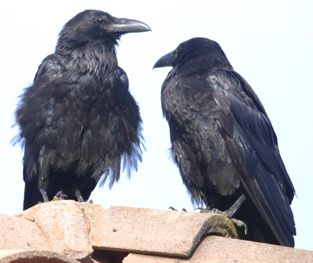 Common Raven - ML622150540