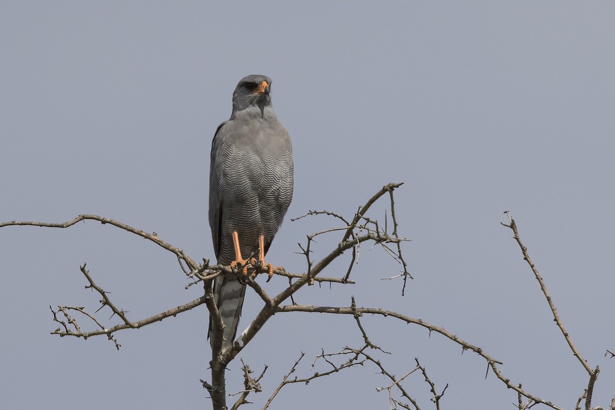 Dark Chanting-Goshawk - ML622150541