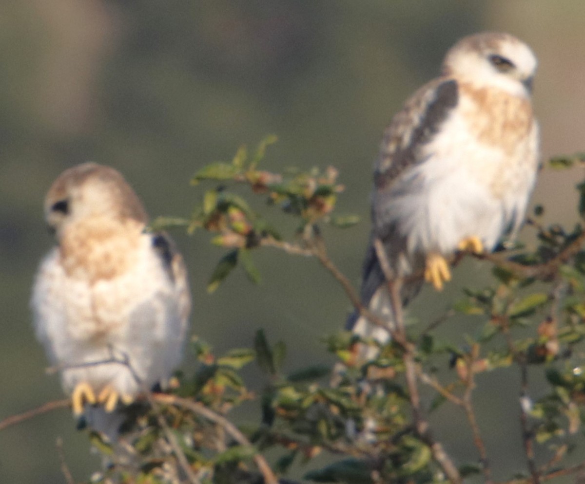 White-tailed Kite - ML622150555