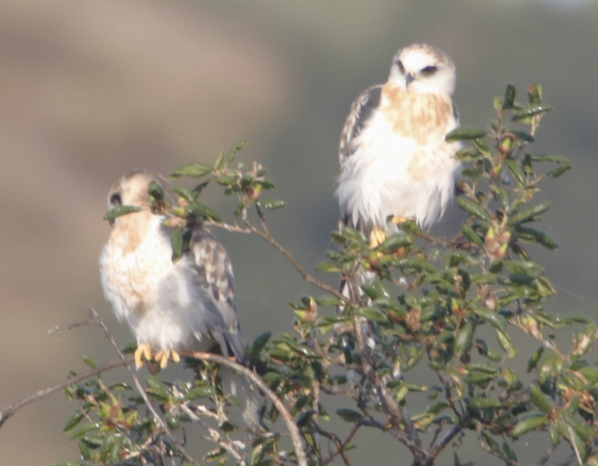 White-tailed Kite - ML622150556