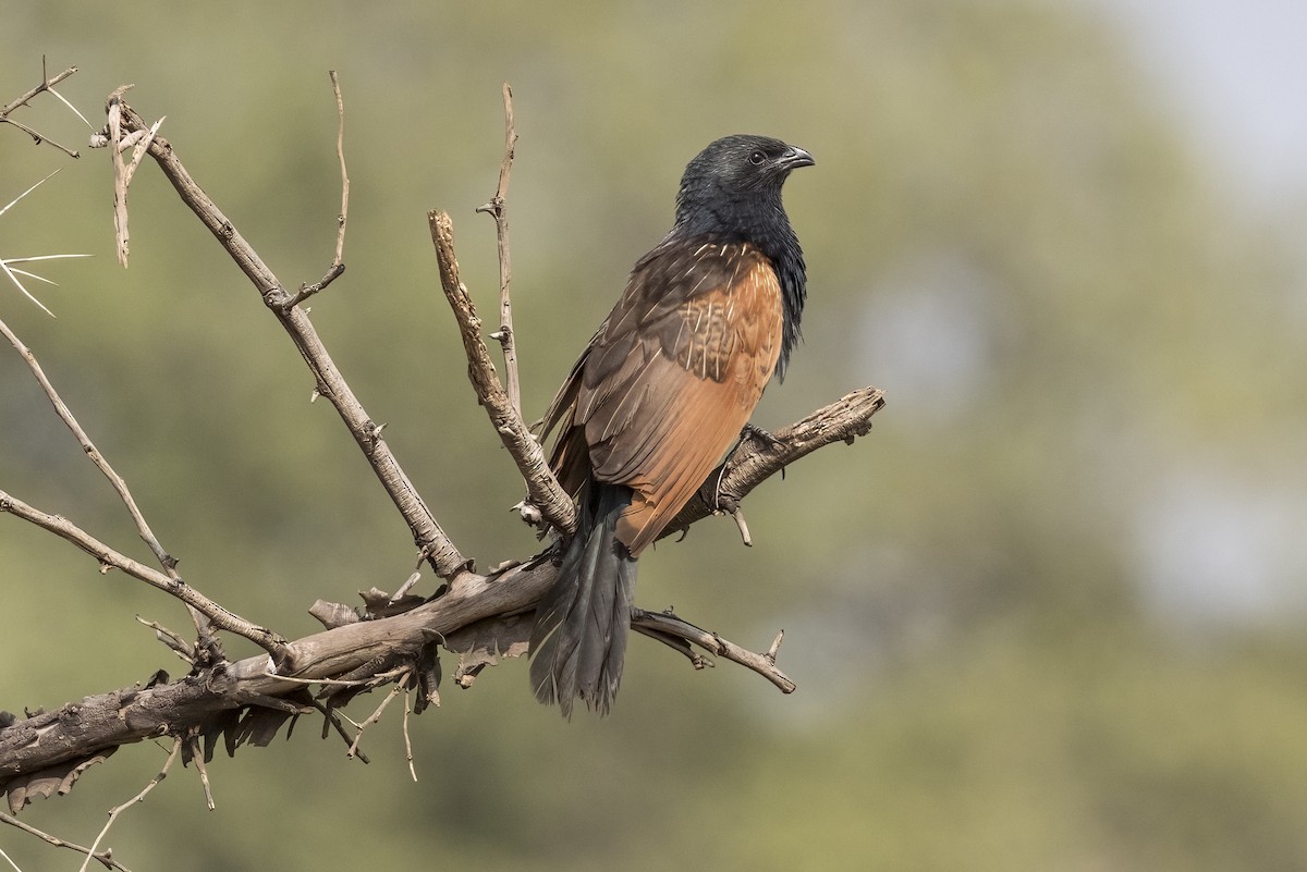 Black Coucal - ML622150560