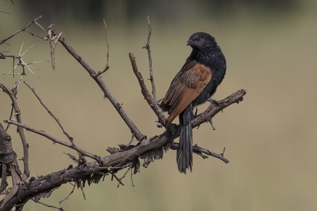 Black Coucal - ML622150563