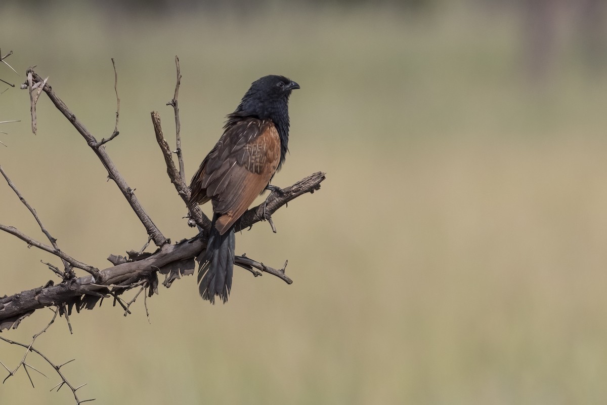 Black Coucal - ML622150568