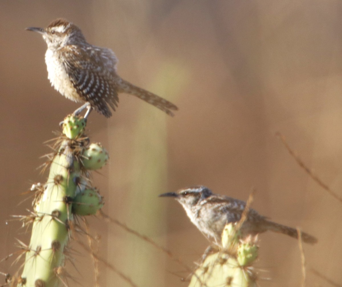 Cactus Wren - ML622150573