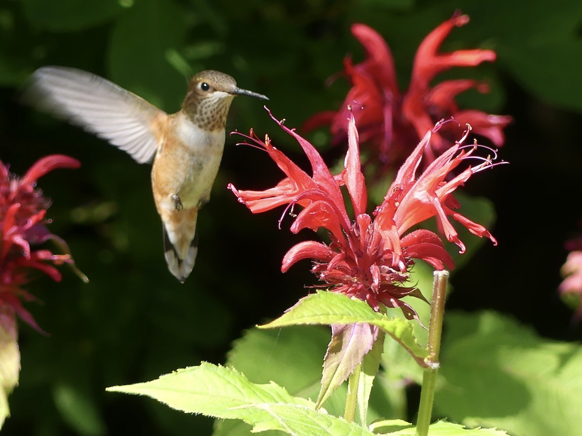 Rufous Hummingbird - ML622150578