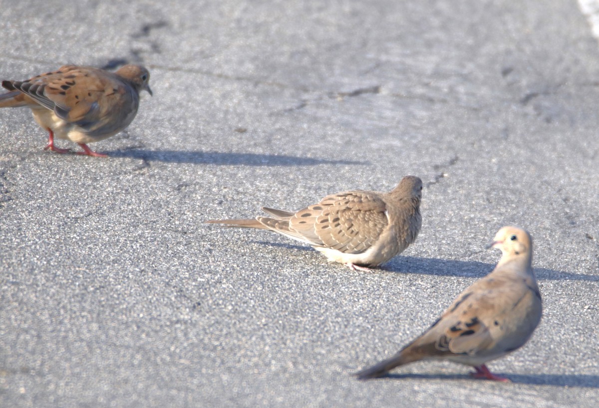 Mourning Dove - ML622150582