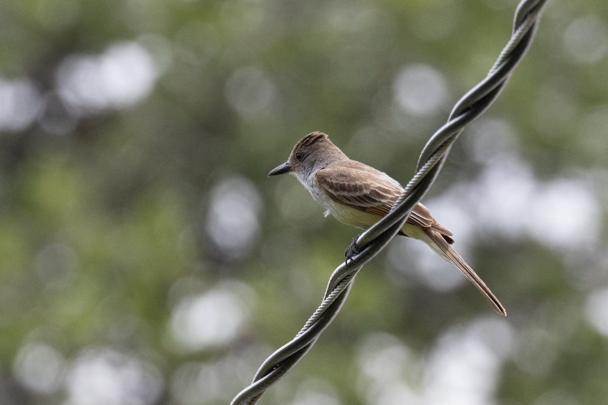 Brown-crested Flycatcher - ML622150587