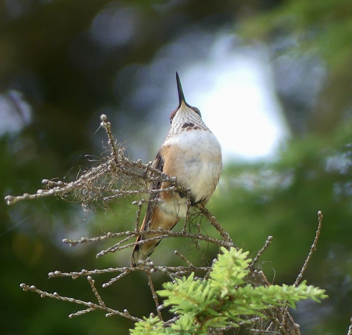 Rufous Hummingbird - ML622150590