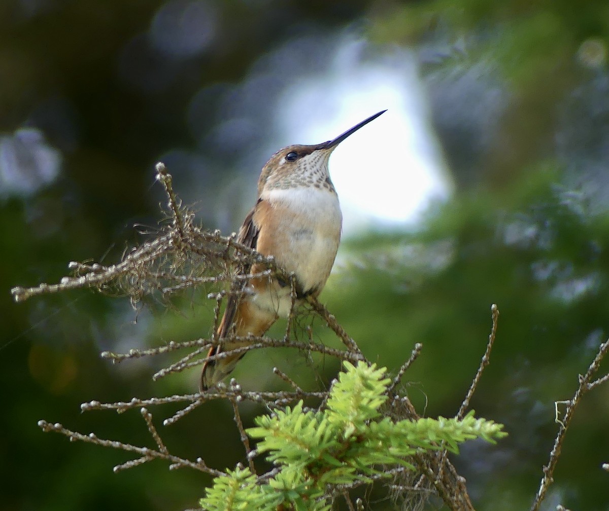 Rufous Hummingbird - ML622150591