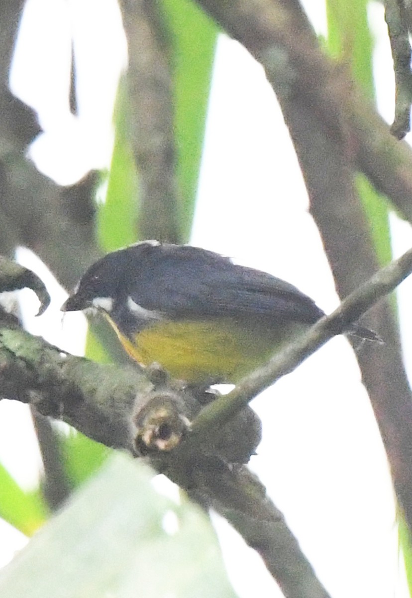 Crimson-breasted Flowerpecker - ML622150592