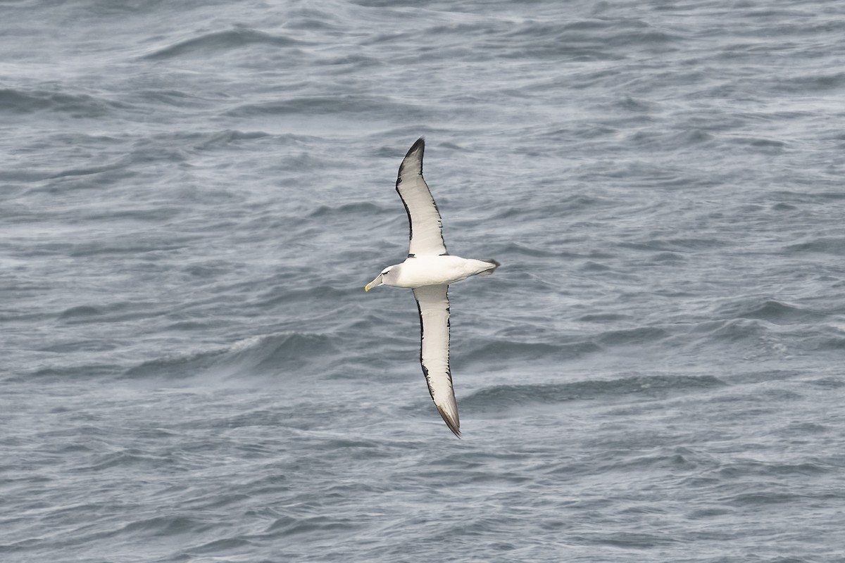 White-capped Albatross - ML622150593