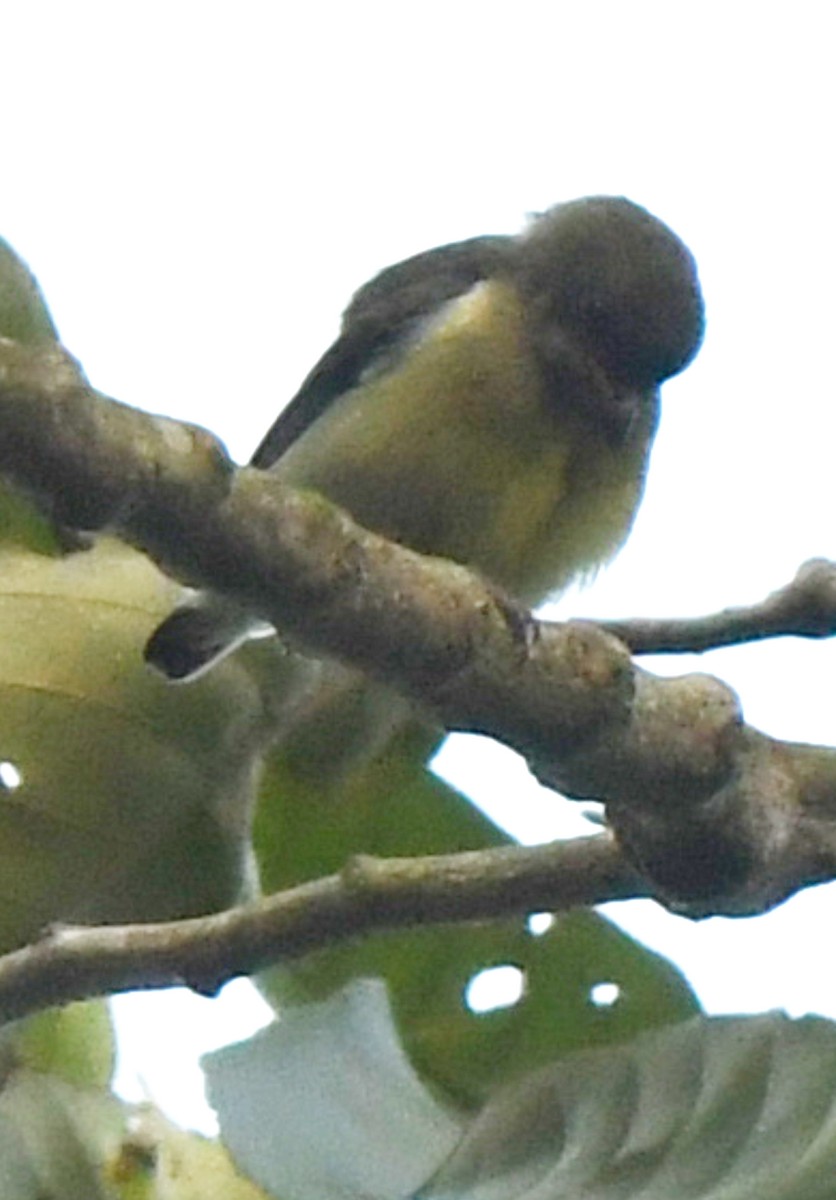 Blood-breasted Flowerpecker - ML622150595