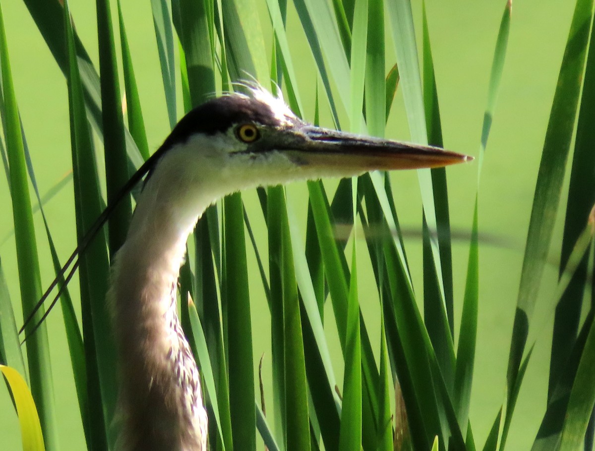 Great Blue Heron - ML622150601